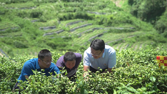 驻村第一书记李顺（右）和村民在茶山查看茶树管护情况。黄亮 摄