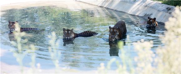 2孟加拉虎泡在水池里享受清凉。通讯员 陈仕川 摄