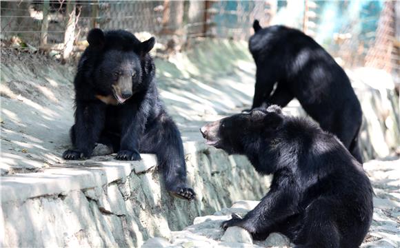 4黑熊在树荫下乘凉。通讯员 陈仕川 摄
