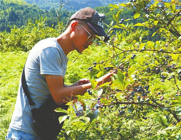 游客采摘蓝莓。记者 刘冰凌 摄