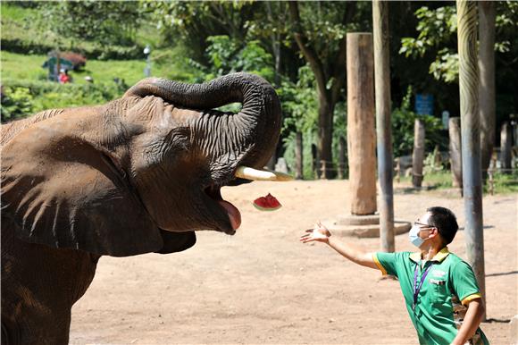 1饲养员给非洲象喂大西瓜。通讯员 陈仕川 摄