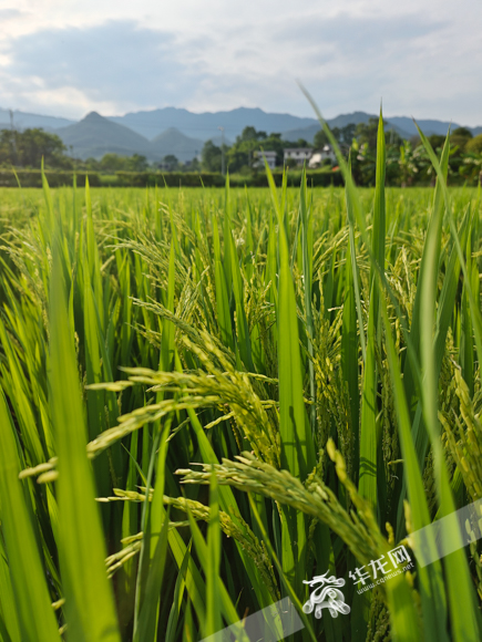 2灌浆期的水稻颗粒日渐饱满。华龙网-新重庆客户端记者 石涛 摄