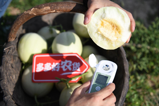 借助新电商平台逆袭，陕西阎良甜瓜酿就甜蜜产业。通讯员 窦翊明摄