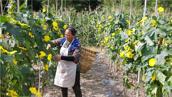 杨寿村蔬菜基地里，工人们采摘丝瓜。通讯员 陈刚 摄