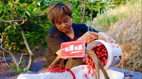 为保障果实新鲜，凌晨4点左右，山东省烟台市张格庄镇的大樱桃已完成采摘，现摘现发，与时间赛跑。通讯员 薛童摄