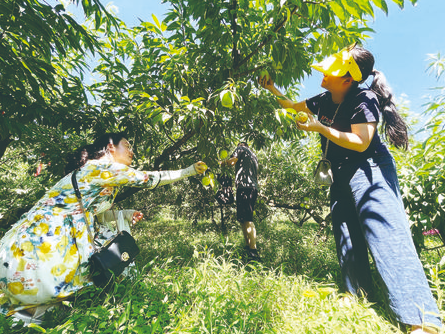市民在采摘六月桃。记者 吴荣凯 綦长伟 摄