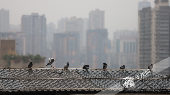 7月18日，鸽子们在雨中嬉戏。华龙网-新重庆客户端记者 陈毅 摄