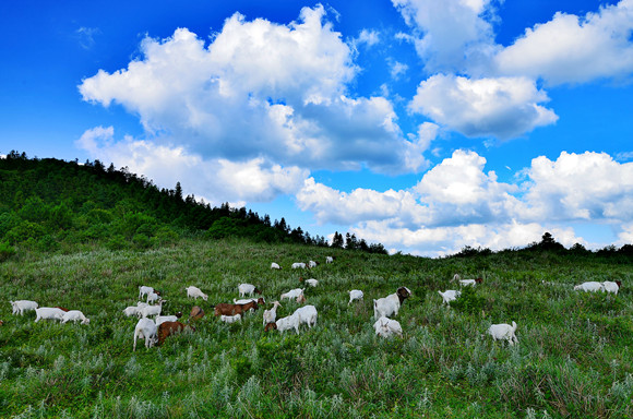 菖蒲盖大草原上牛羊成群。酉阳旅投供图