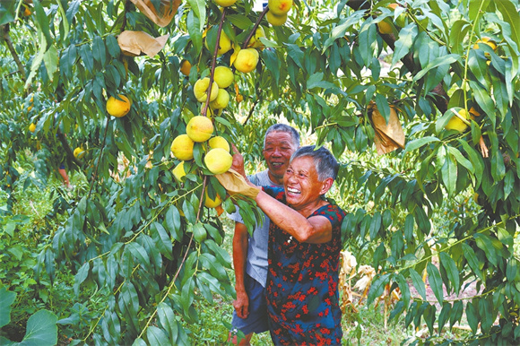 李元国夫妇采摘黄桃。黄盛 摄