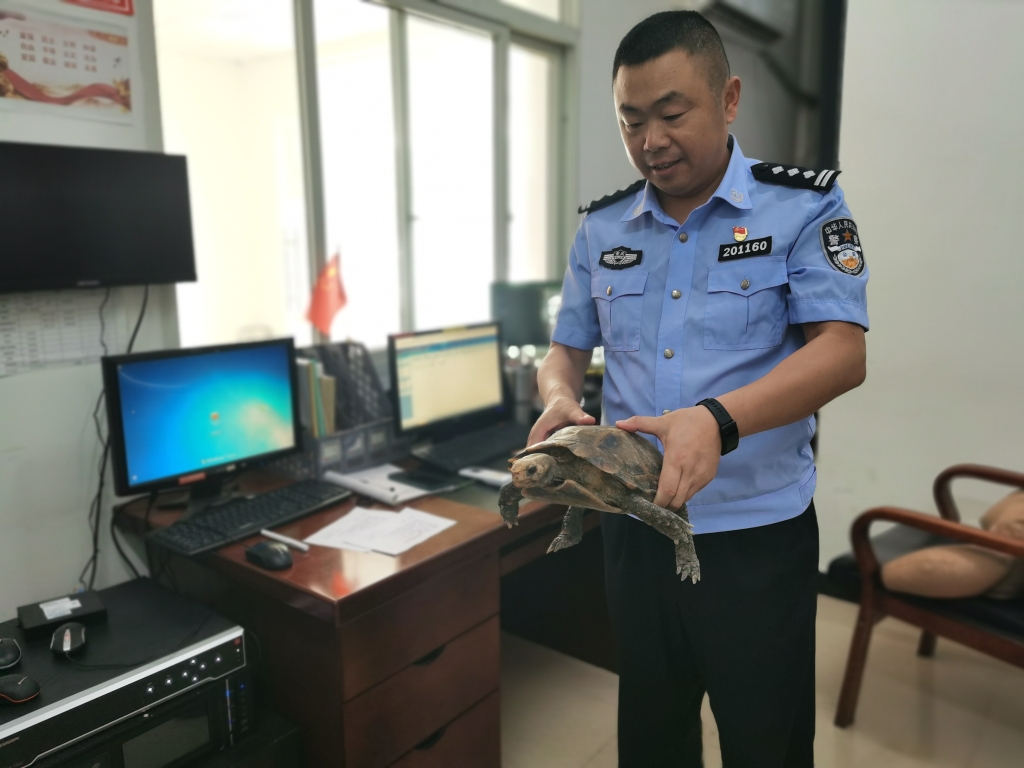 0张先生捡到的缅甸陆龟。合川区警方供图