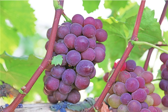 4葡萄是夏天的甜美味道。记者 陆世玲 摄