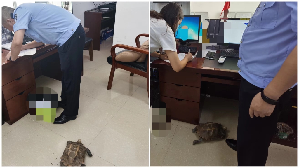2在民警与救助站完成转交手续时，缅甸陆龟躲到了办公桌下面。合川区警方供图