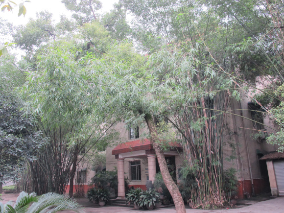 枇杷山竹林掩映下的（原）重庆市博物馆办公大楼