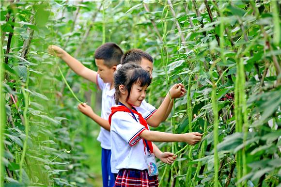 学生正在采摘成熟的豇豆。特约通讯员 王泸州 摄