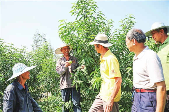 志愿者深入田间向村民讲解农技知识。记者 任天驹 摄