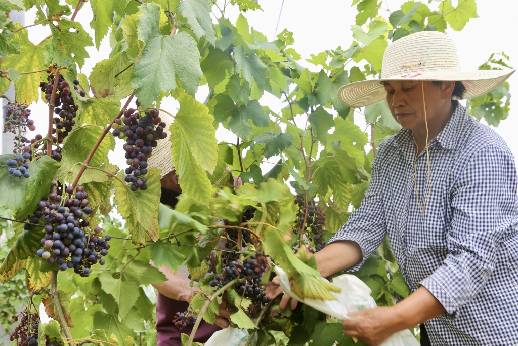 村民正在采摘葡萄。受访者供图