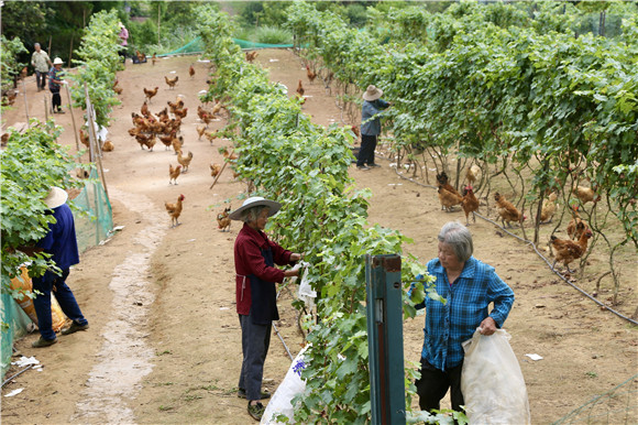 工作人员正在采摘葡萄。涪陵区委宣传部供图