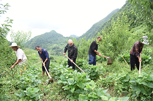 王小林（中）与村民在基地除草 。特约通讯员 隆太良 摄