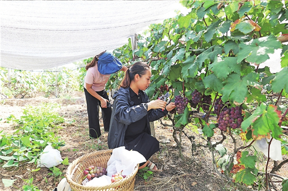 People were picking grapes. (Photographed by Lu Shiling)