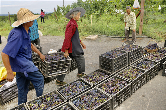 工作人员正在忙碌地搬运葡萄。涪陵区委宣传部供图
