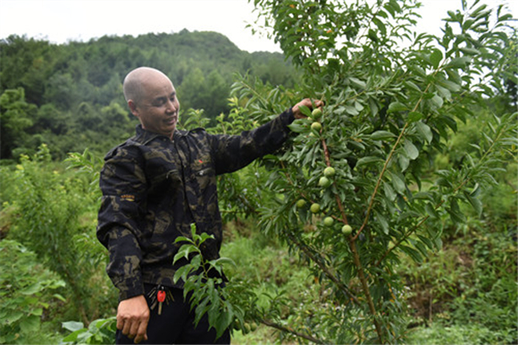 王小林在查看果树初挂果情况。特约通讯员 隆太良 摄