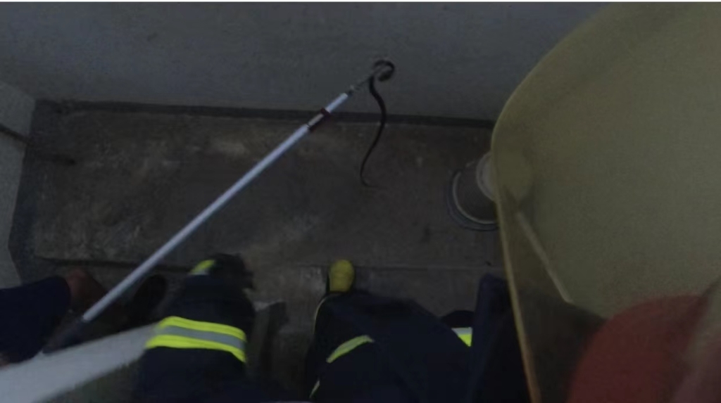 0消防员抓起毒蛇。大足区消防供图