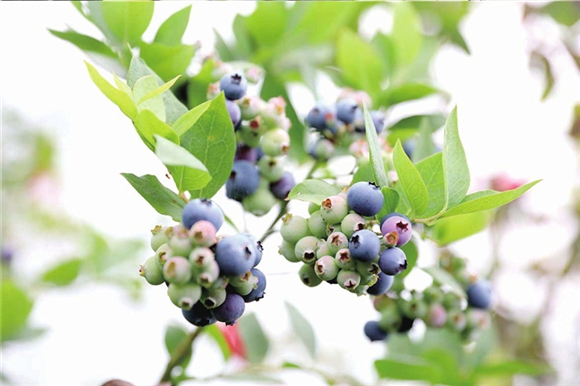 茨竹高山蓝莓采摘期可持续到8月。任天驹 摄