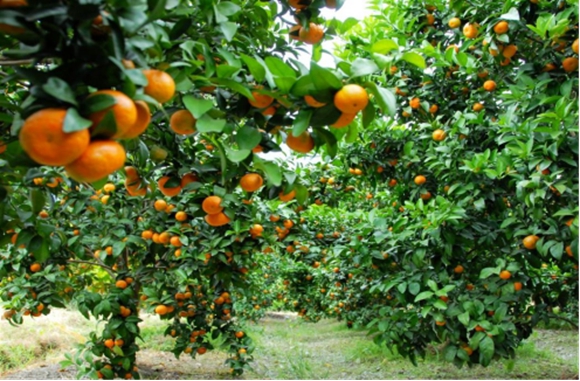 东桥柑橘种植基地