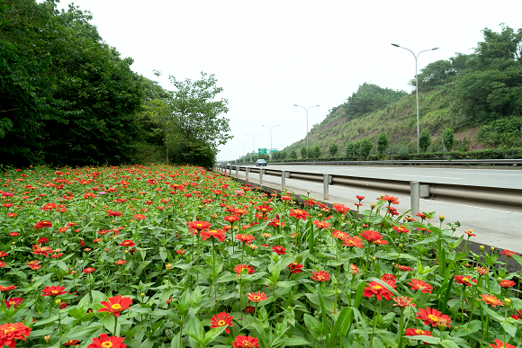 2鹿角立交百日草花开正盛。市市政设施运行保障中心供图 华龙网发