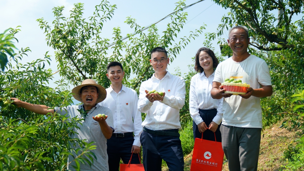图2：重庆农商行工作人员到万州区分水镇走访了解农户青脆李种植情况。