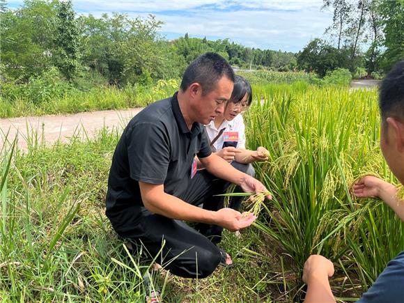 1龙石镇人大代表在察看水稻长势、散籽情况。通讯员 龚亚莉 摄