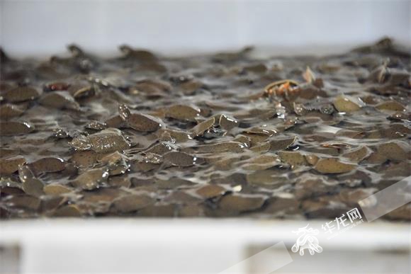 江西添鹏生态农业有限公司刚孵化出来的小甲鱼。华龙网-新重庆客户端记者 雷其霖 摄
