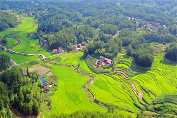 石家乡打造的有机水稻种植基地。特约通讯员 隆太良 摄
