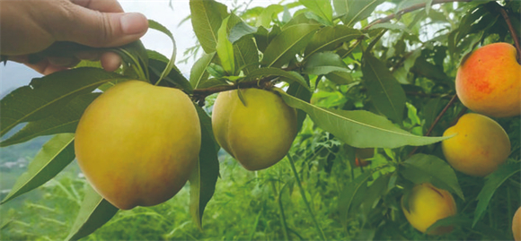 树上一枚枚黄桃散发着诱人的果香。万州时报记者 应凤林 摄