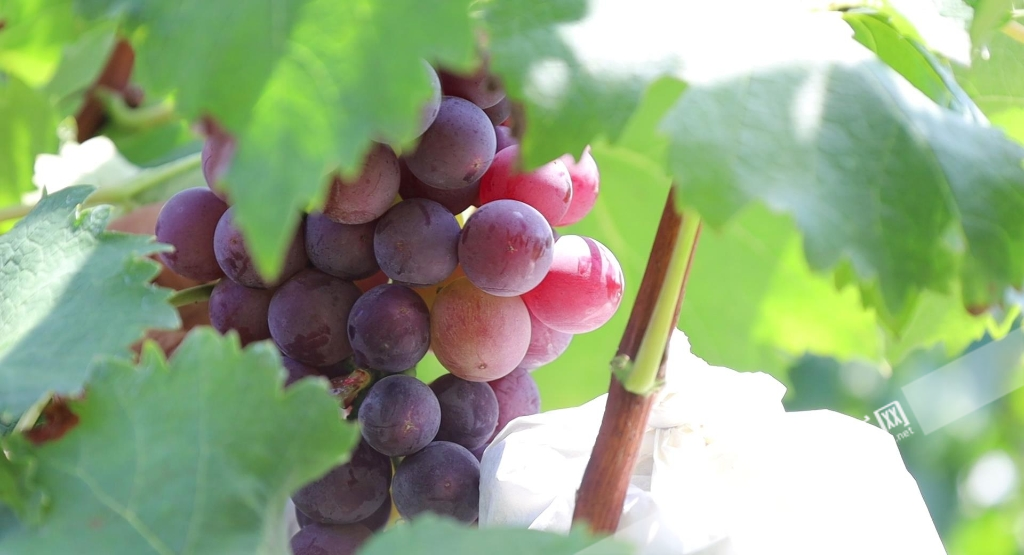 紫珍珠葡萄园里的葡萄长势喜人。华龙网-新重庆客户端记者 袁舒摄