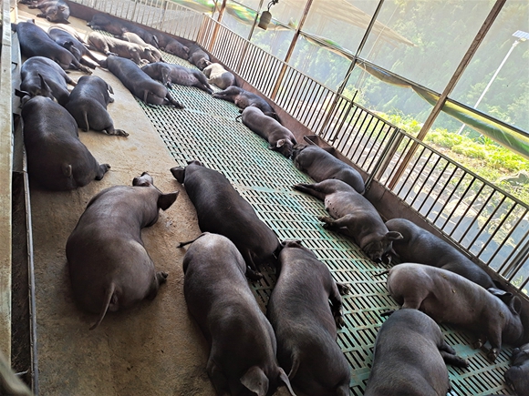 图六：黑猪养殖“肥”了村民腰包。湛江涛，摄