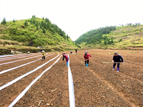 图四：在高粱种植基地，村民们忙着整理土地。湛江涛，摄