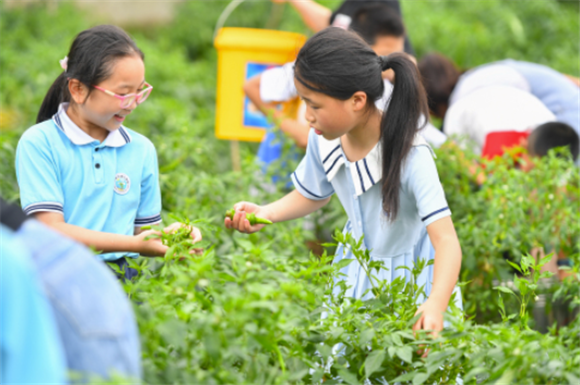 7月4日,在湘潭市先锋街道桐梓村的农耕文化体验基地,小朋友将采摘的