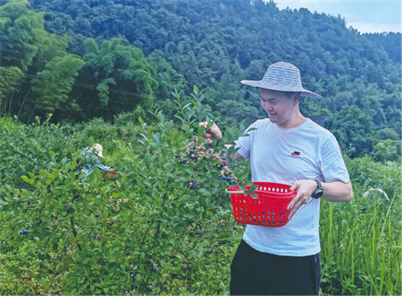 游客在采摘蓝莓。记者 吴文艺 摄