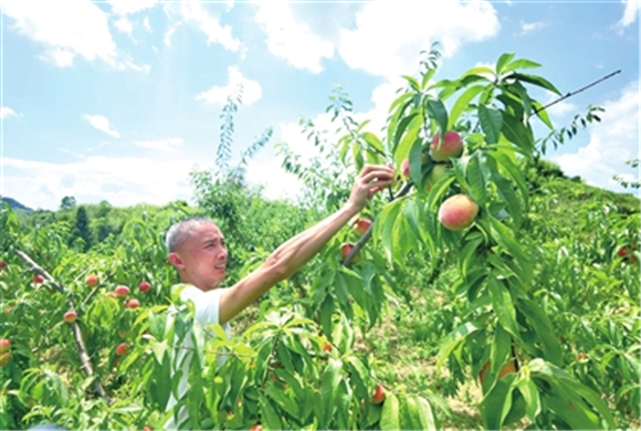 近日，虎城镇大荣村，市民在果园内采摘桃子。记者 向泓羽 摄
