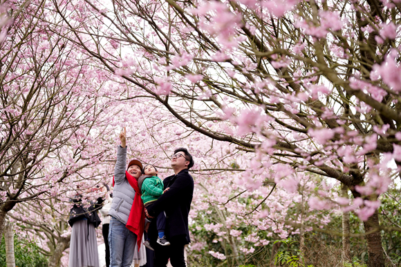 每年春季，前往澄江镇观赏樱花的游客络绎不绝。北碚区农业农村委供图 华龙网发
