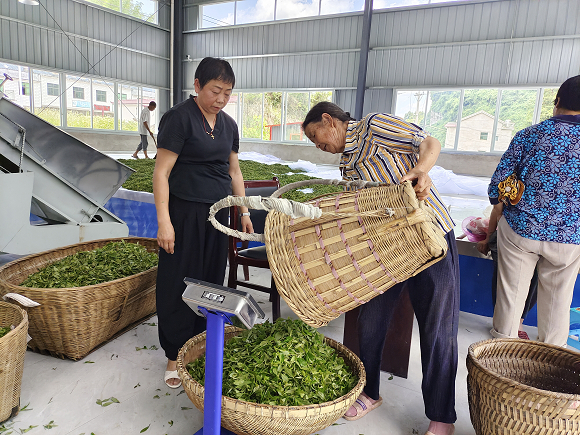 茶厂开业当天，茶厂工作人员正在收购茶农们新摘的鲜茶。通讯员 杨丽华 摄