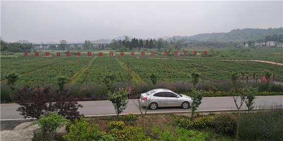 通往芳香产业园的既有渝蓉高速，又有修建好的“四好农村产业路”。特约通讯员 蒋文友 摄