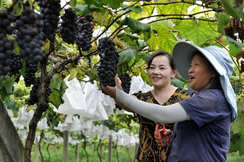 九龙坡区还以葡萄为“媒”，唱好农文旅融合戏。图为游客和果农一起正在采摘葡萄。九龙坡区农业农村委供图。