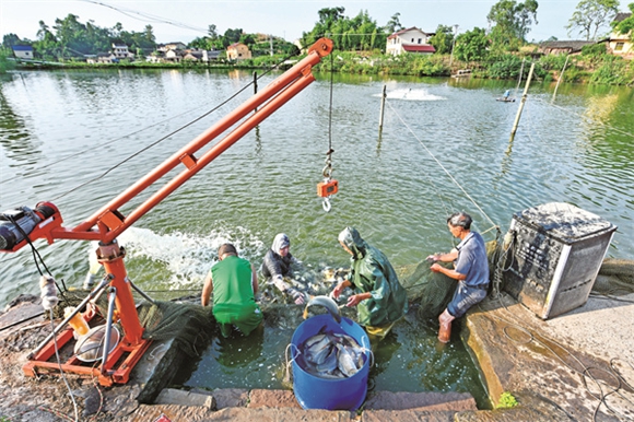 虎威镇人和村水产养殖专业合作社，村民捕鱼准备外运。通讯员 熊波 摄