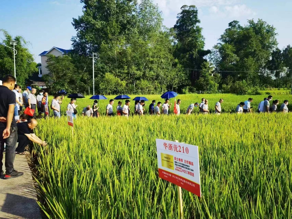垫江县2022年水稻病虫害绿色防控与统防统治融合示范观摩会现场。通讯员 李武平 摄