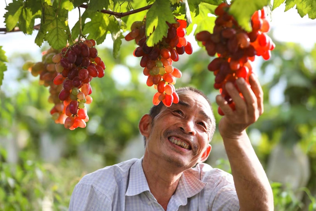 九龙坡区葡萄种植面积约3000亩，年产量约2700吨。九龙坡区农业农村委供图。