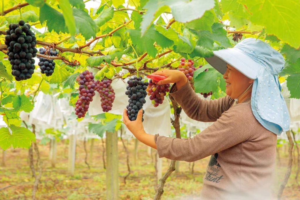 果农正在九龙坡区葡萄园采摘葡萄。九龙坡区农业农村委供图。