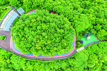 从空中俯瞰，营盘山健康体育公园彩色步道隐藏林中。吴先勇 摄