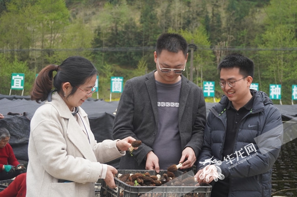 6刘丽霞（左一）和陈帅（左二）在咸宜镇羊肚菌种植基地考察。华龙网-新重庆客户端 王钰 摄